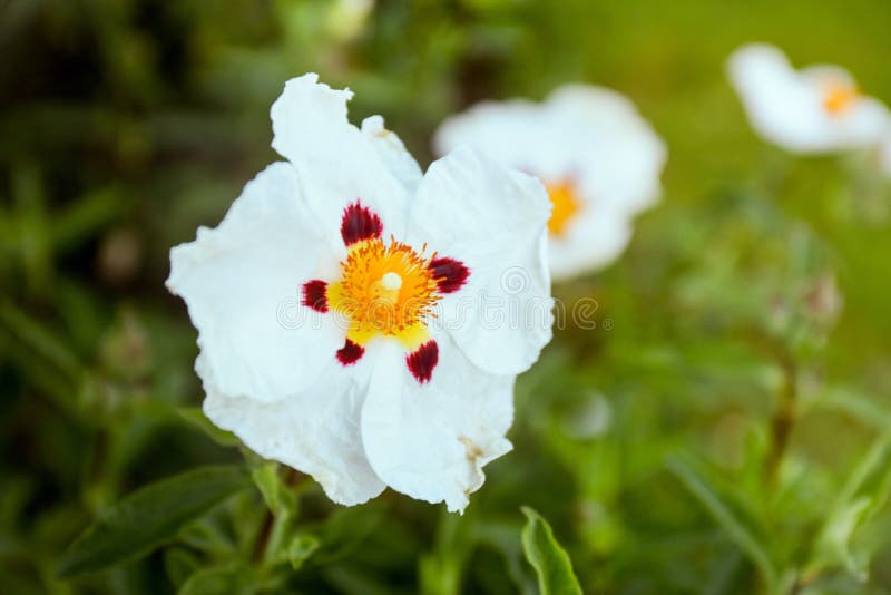 Nature white flower alone